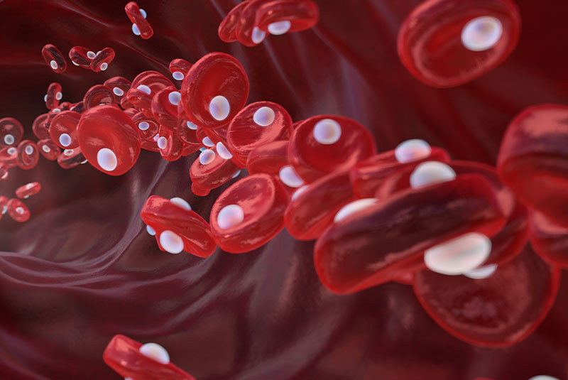 red blood cells celluar